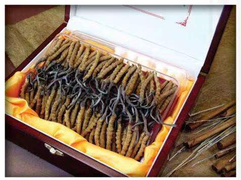 三才镇冬虫夏草回收